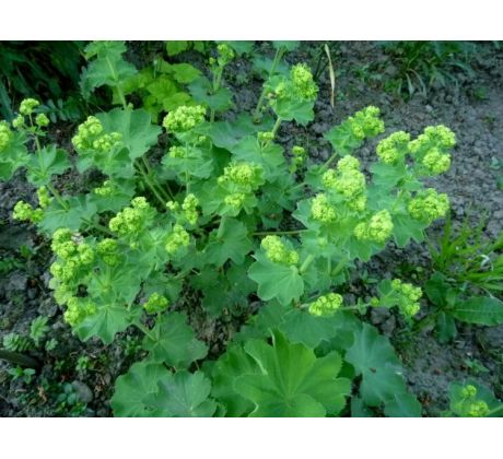 Kontryhel Alchemilla erythropoda " Auslese "