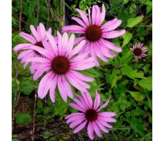 Echinacea purpurea