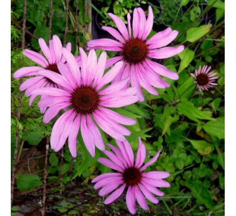 Echinacea purpurea