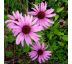 Echinacea purpurea