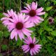 Echinacea purpurea