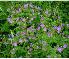 Kakost x luční (Geranium pratense)