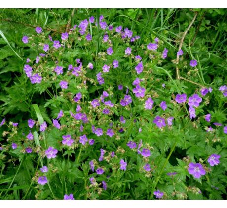 Kakost x luční (Geranium pratense)
