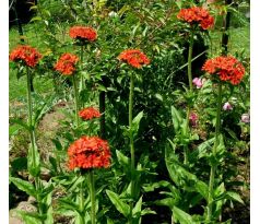 Kohoutek (Lychnis chalcedonica)