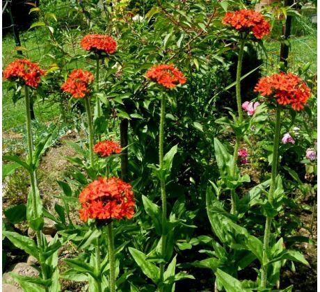 Kohoutek (Lychnis chalcedonica)