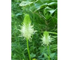 Zvonečník klasnatý (Phyteuma spicata)
