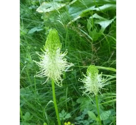 Zvonečník klasnatý (Phyteuma spicata)