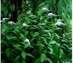 Vrbina sehnutá (Lysimachia clethroides)