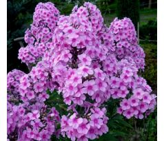 Vysoký flox 10 (Phlox paniculata)