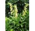 Náprstník velkokvětý (Digitalis grandiflora)