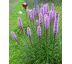 Šuškarda růžová (Liatris spicata)