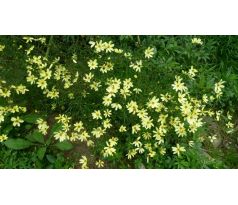 Krásnoočko Moonbean (Coreopsis verticiliata)