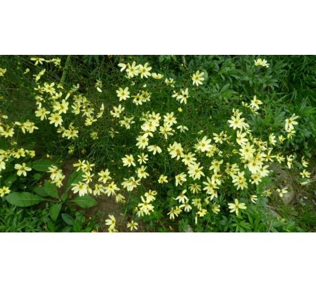 Krásnoočko Moonbean (Coreopsis verticiliata)