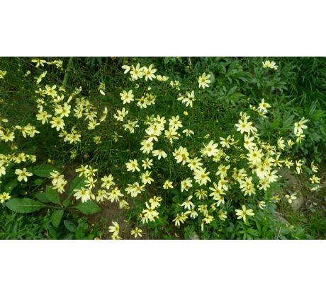 Krásnoočko Moonbean (Coreopsis verticiliata)