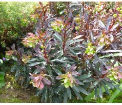 Pryšec mandloňovitý (Euphorbia amygdaloides)