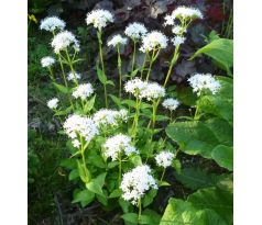 Valeriana montana