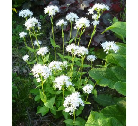 Valeriana montana