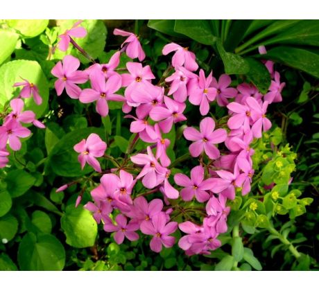 Nízký floxík 7(Phlox stolonifera, růžový)