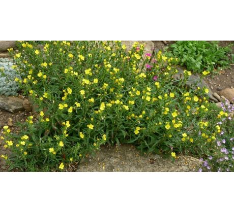 Skalková Pupalka (Oenothera minima)