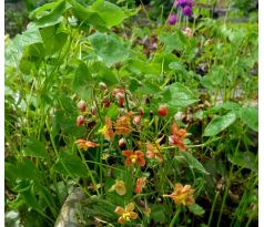 Epimedium " Orange Konigin "