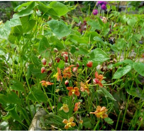 Epimedium " Orange Konigin "