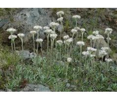 Kociánek bílý (Antennaria dioica)