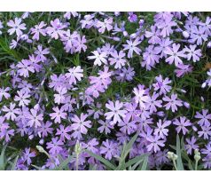 Skalkový floxík 5 (Phlox subulata)