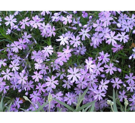 Skalkový floxík 5 (Phlox subulata)