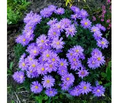 Nízká podzimní astra 1(Aster dumosus)