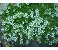 Mateřídouška bílá(Thymus serpyllum)