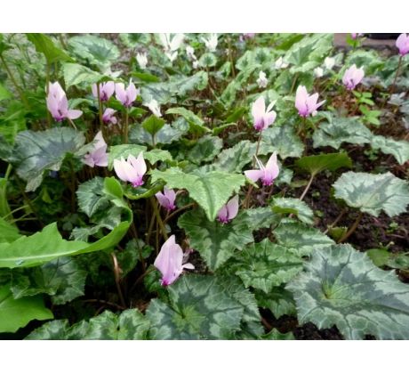 Brambořík (Cyclamen coum)