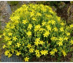 Třezalka (Hypericum olympicum)