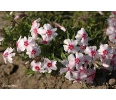 Skalkový floxík 6 (Phlox subulata)