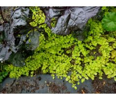 Vrbina penízková, zlatolistá (Lysimachia nummularia " Aurea ")