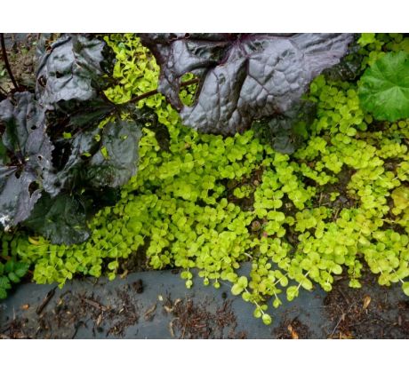 Vrbina penízková, zlatolistá (Lysimachia nummularia " Aurea ")