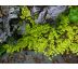 Vrbina penízková, zlatolistá (Lysimachia nummularia " Aurea ")