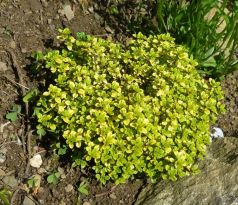 Thymus x citriodorus " Aureus "