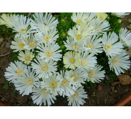 Vytrvalý kosmatec bílý(Delosperma x)