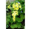Zahradní petrklíč (Primula vulgaris)