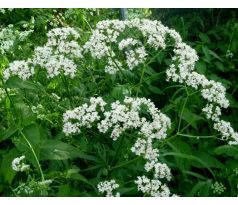 Kozlík lékařský (Valeriana officinalis)