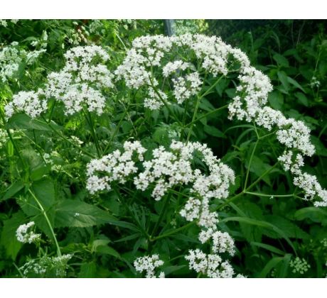 Kozlík lékařský (Valeriana officinalis)