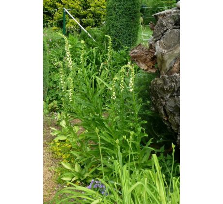 Náprstník žlutý (Digitalis lutea)