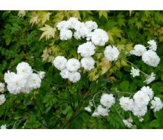 Řebříček bertrám (Achillea ptarmica)