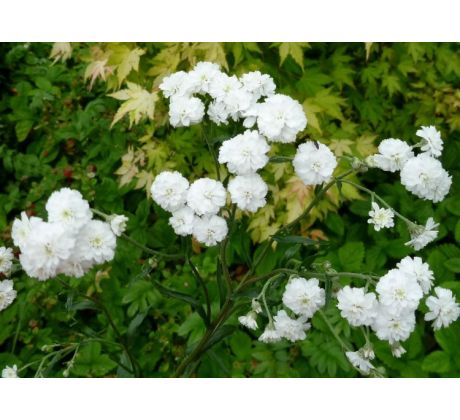 Řebříček bertrám (Achillea ptarmica)