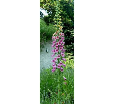 Náprstník (Digitalis purpurea)