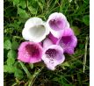 Náprstník (Digitalis purpurea)