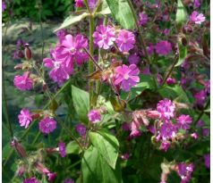 Knotovka lesní (Silene dioica)