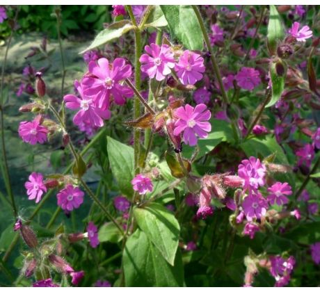 Knotovka lesní (Silene dioica)