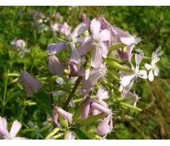 Mydlice lékařská (Saponaria officinalis)