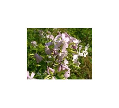 Mydlice lékařská (Saponaria officinalis)